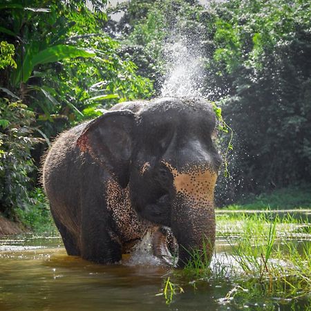 Villa Miracle Rawai Ngoại thất bức ảnh